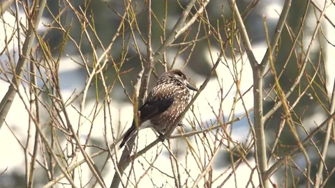 Spotted nutcracker  sitting on a branch against the backdrop of snow-capped  Stock Footage 195988392
