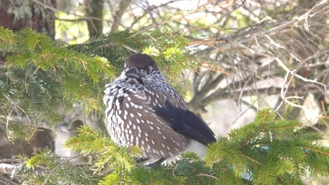 Spotted nutcracker  sitting on a branch against the backdrop of snow-capped  Stock Footage 195989208