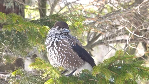 Spotted nutcracker  sitting on a branch against the backdrop of snow-capped m Stock Footage 195989256