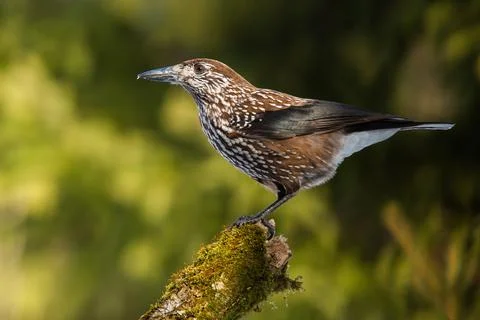 Spotted nutcracker sitting on branch in summer sunlight Stock Photos