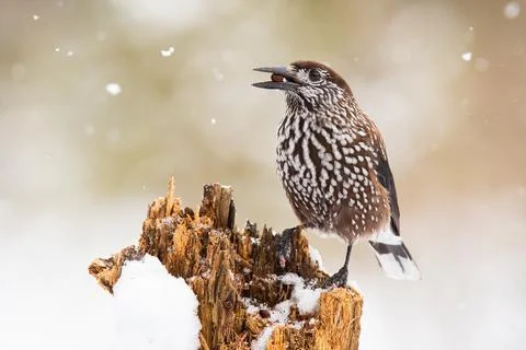 Spotted nutcracker sitting on old tree in wintertime Stock Photos