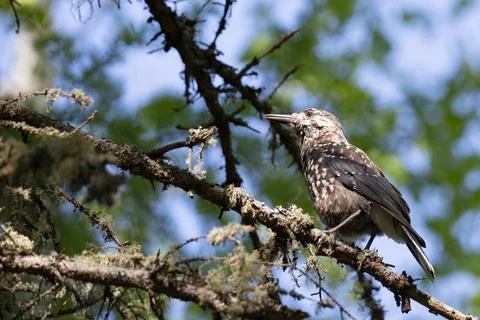 Spotted nutcracker sitting on a tree branch Fotos Stock