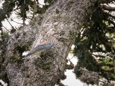 A spotted nutcracker sitting on a tree Stock Photos
