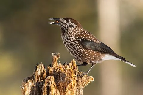 Spotted nutcracker sitting on wood in spring nature Stock Photos