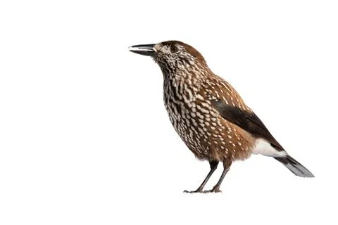Spotted nutcracker standing in nature isolated on white background. Stock Photos