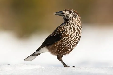 Spotted nutcracker standing on snow in winter nature Stock Photos