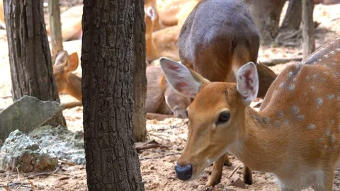 Spotted or Axis deer Herd in forest on sunrise. Stock Footage 82617251