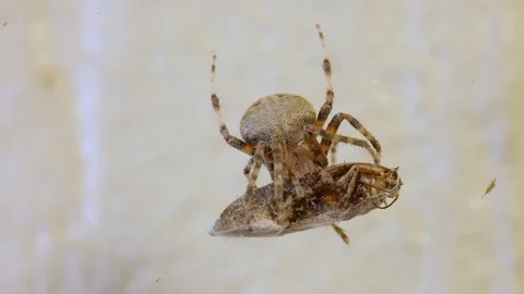 Spotted orb-weaver or  Neoscona crucifera spider with prey Video stock 109419192