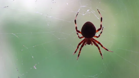Spotted orb weaver spider sitting on its web Stock Footage 139403162