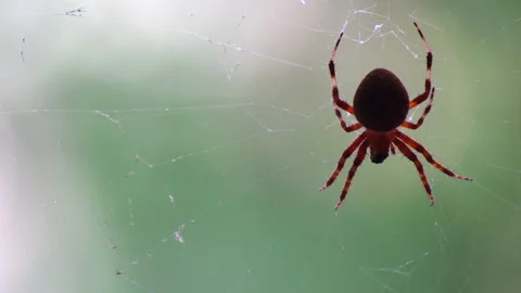Spotted orb weaver spider on the web eating a fly Stock Footage 139403139