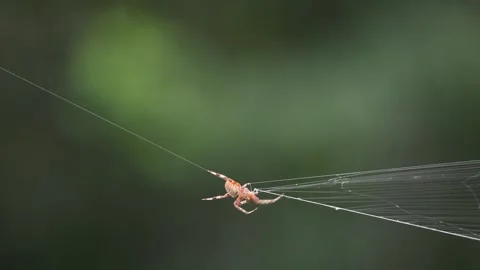 A Spotted Orbweaver Taking Down its Web Stock Footage 339610287