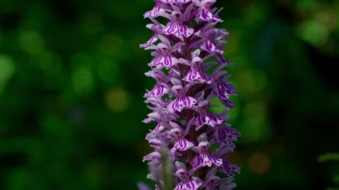 Spotted orchid Stock Footage 313282369