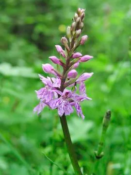 Spotted-orchids Foto stock
