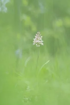 Spotted orchis Stock Photos