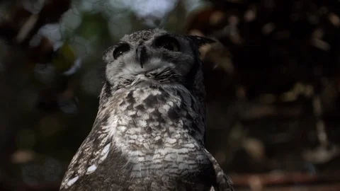 Spotted Owl Looking Stock Footage 113871609