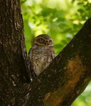 Spotted owl in a perch Stock Photos