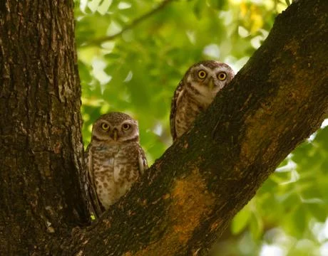 Spotted owl in a  perch Stock Photos