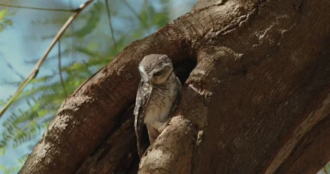 Spotted Owl perched in tree hollow, surrounded by natural woodland Видео 303824093