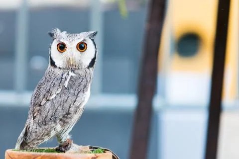 Spotted Owl Foto stock