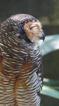 The Spotted Owl Stock Photos