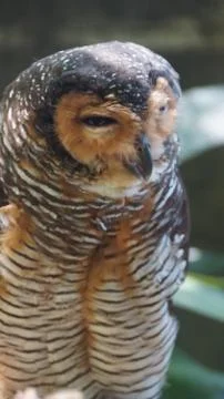 The Spotted Owl Stock Photos