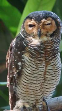 The Spotted Owl Stock Photos