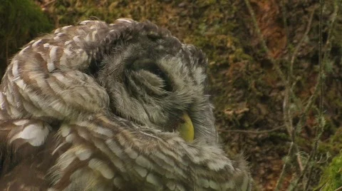 A spotted owl rests on a tree covered in moss. Stock Footage 553492