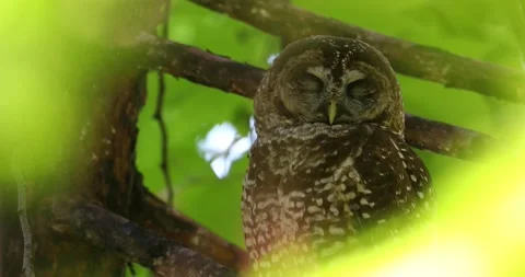 Spotted owl in tree Stock Footage 155711971