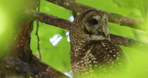 Spotted owl in tree Stock Footage 155712200