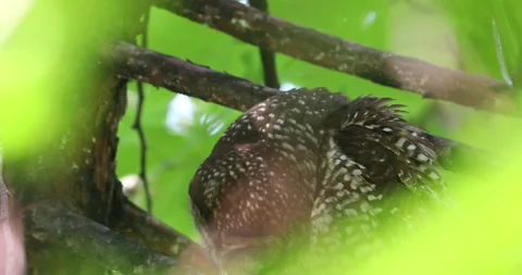 Spotted owl in tree Stock Footage 155712278