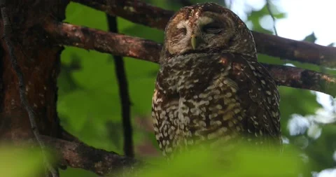 Spotted owl in tree Stock Footage 157073836