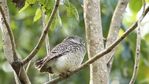 Spotted owlet on branch tree. Stock Footage 103467027