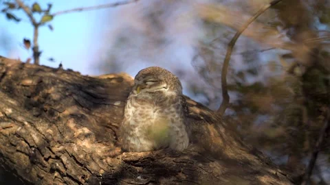 Spotted Owlet couple resting on a tree branch, close up shot 스톡 동영상 300950023