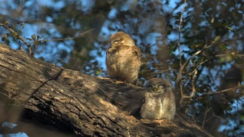 Spotted Owlet couple resting on a tree branch, close up shot Stock-Footage 300950083