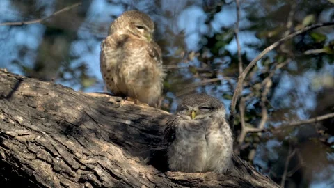 Spotted Owlet couple resting on a tree branch, close up shot Stock-Footage 300950129