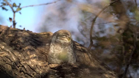 Spotted Owlet couple resting on a tree branch, close up shot Stock-Footage 300950191