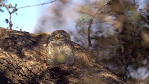 Spotted Owlet couple resting on a tree branch, close up shot Stock-Footage 300950201