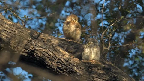 Spotted Owlet couple resting on a tree branch, close up shot Stock-Footage 300950437