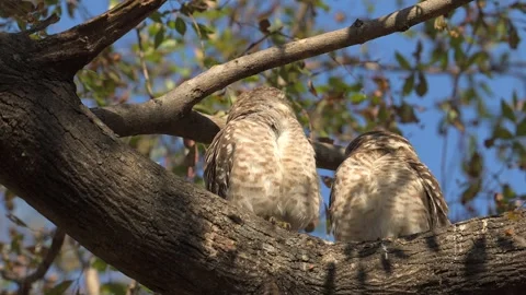 Spotted Owlet couple resting on a tree branch, close up shot Stock-Footage 300952717