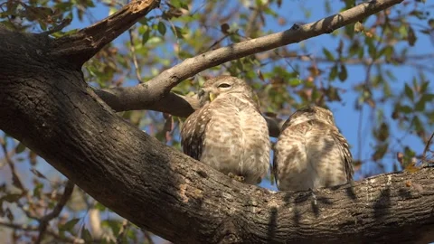 Spotted Owlet couple resting on a tree branch, close up shot Stock-Footage 300952768