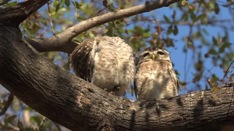 Spotted Owlet couple resting on a tree branch, close up shot Stock-Footage 300952776