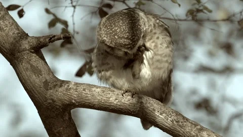 Spotted Owlet couple resting on a tree branch, close up shot Stock-Footage 300952928