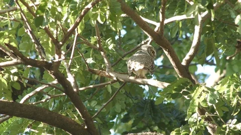 Spotted owlet Stock Footage 81424231