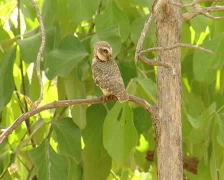 Spotted Owlet at Gir Forest Stock Footage 11314450