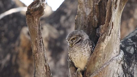 Spotted owlet in hole on tree. Stock Footage 101455554
