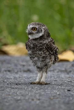 Spotted owlet it is a type of bird of prey such as an owl. that can be found in  Stock Photos