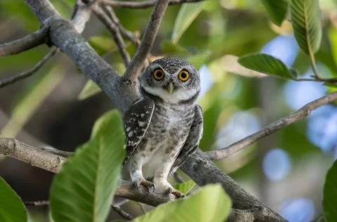 Spotted owlet it is a type of bird of prey such as an owl. that can be found in  Fotos Stock