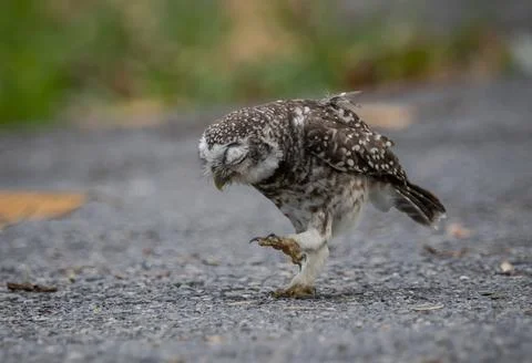Spotted owlet it is a type of bird of prey such as an owl. that can be found in  Stock Photos