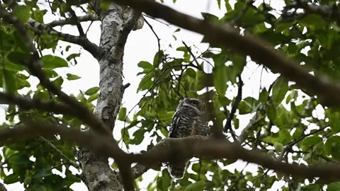 Spotted owlet looking back at the camera from the tree in Bandipur national park 스톡 동영상 279070941