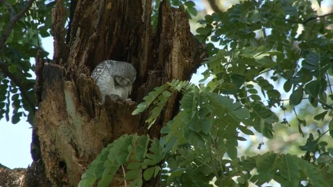 Spotted owlet in nest Stock Footage 81424428